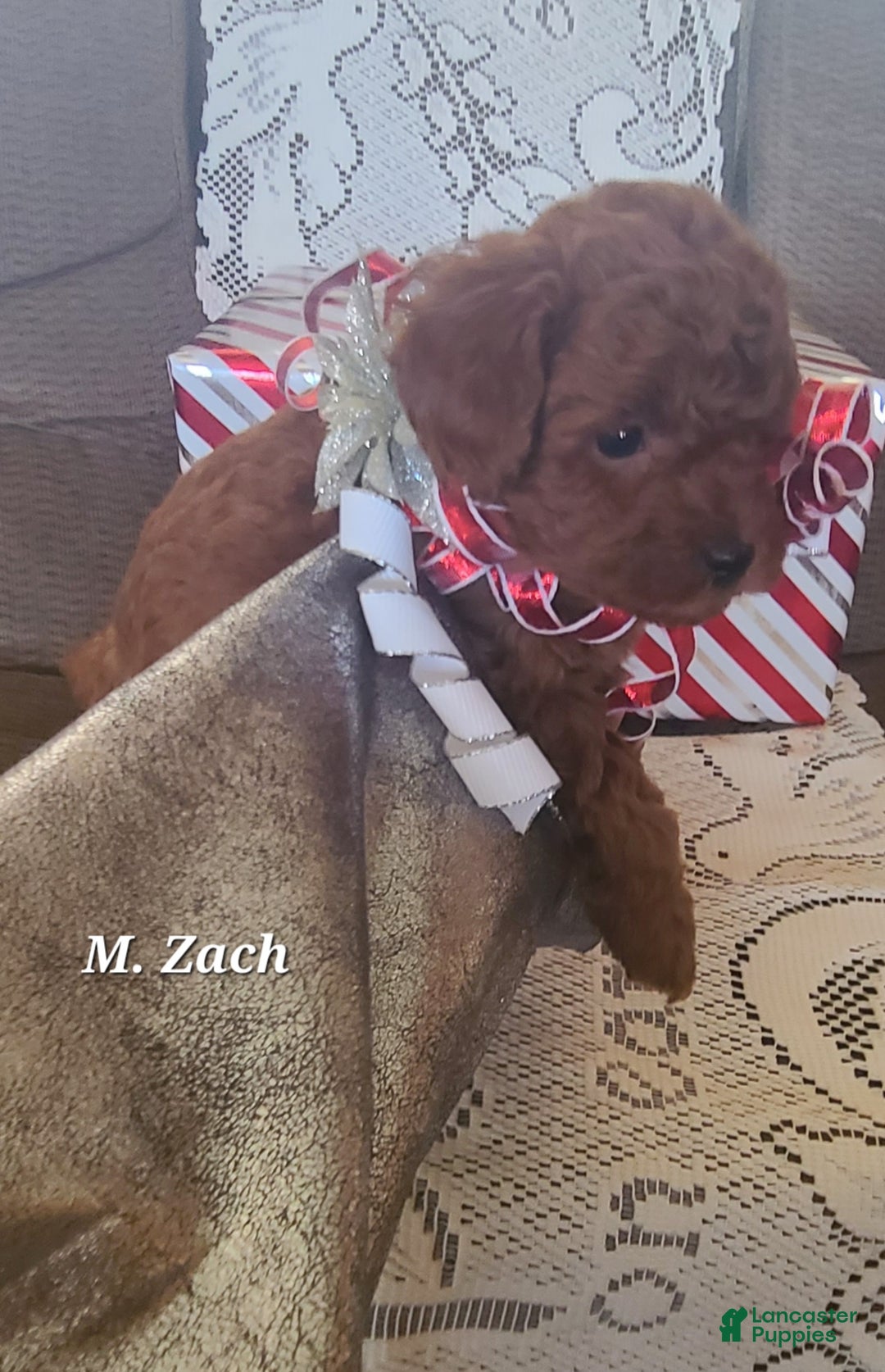Miniature Poodle dogs for sale: Miniature Poodle Zach - Ad 5