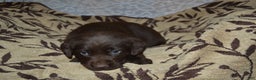 Labrador Retriever dogs for sale: Millie - Ad 2
