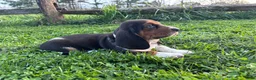 Basset Hound dogs for sale: Princess - Ad 3