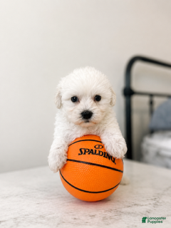 Maltipoo dogs Frankie - Ad 2