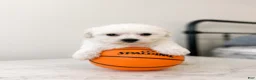Maltipoo dogs for sale: Frankie - Ad 2