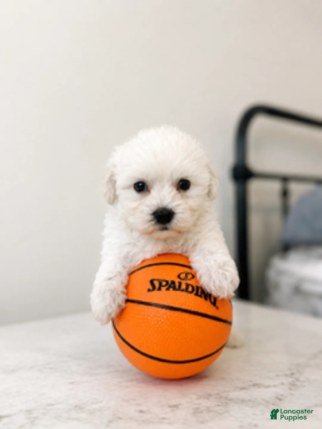 Maltipoo dogs for sale: Frankie - Ad 2