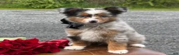 Toy Australian Shepherd dogs for sale: Tucker  - Ad 8