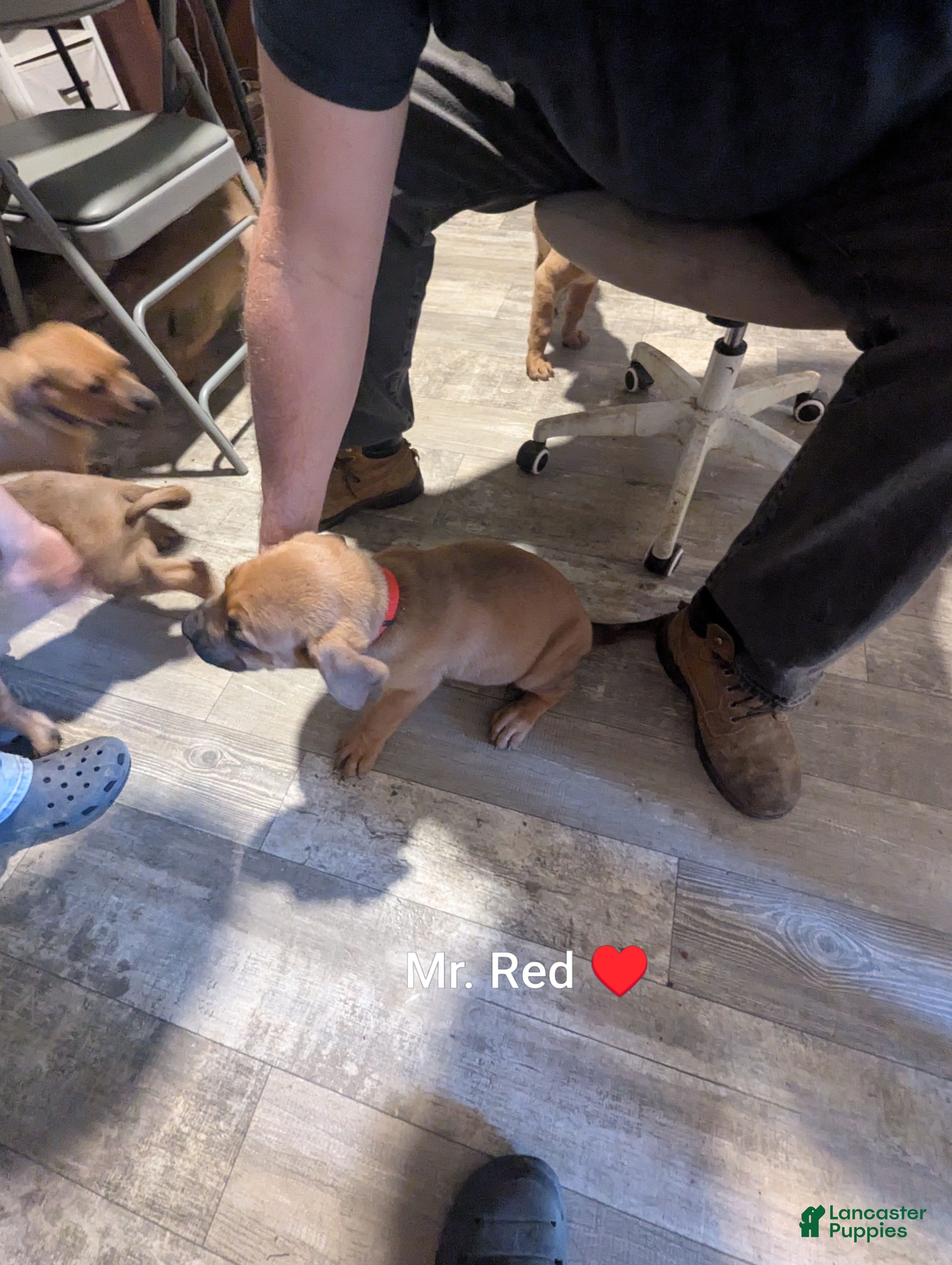Mixed Breed dogs Mr. Red - Ad 2