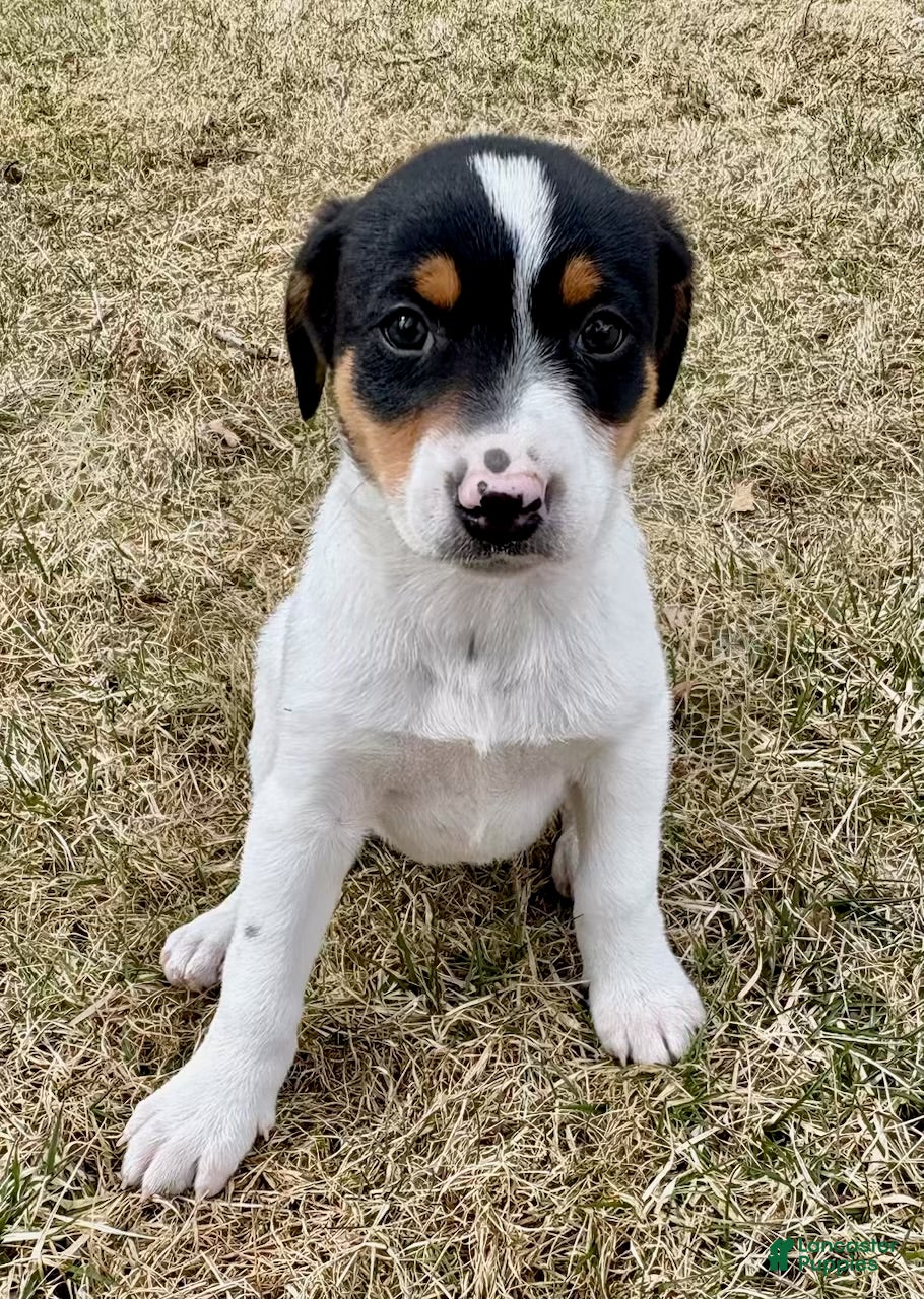 Mixed Breed dogs Yorky Pomeranian - Ad 1
