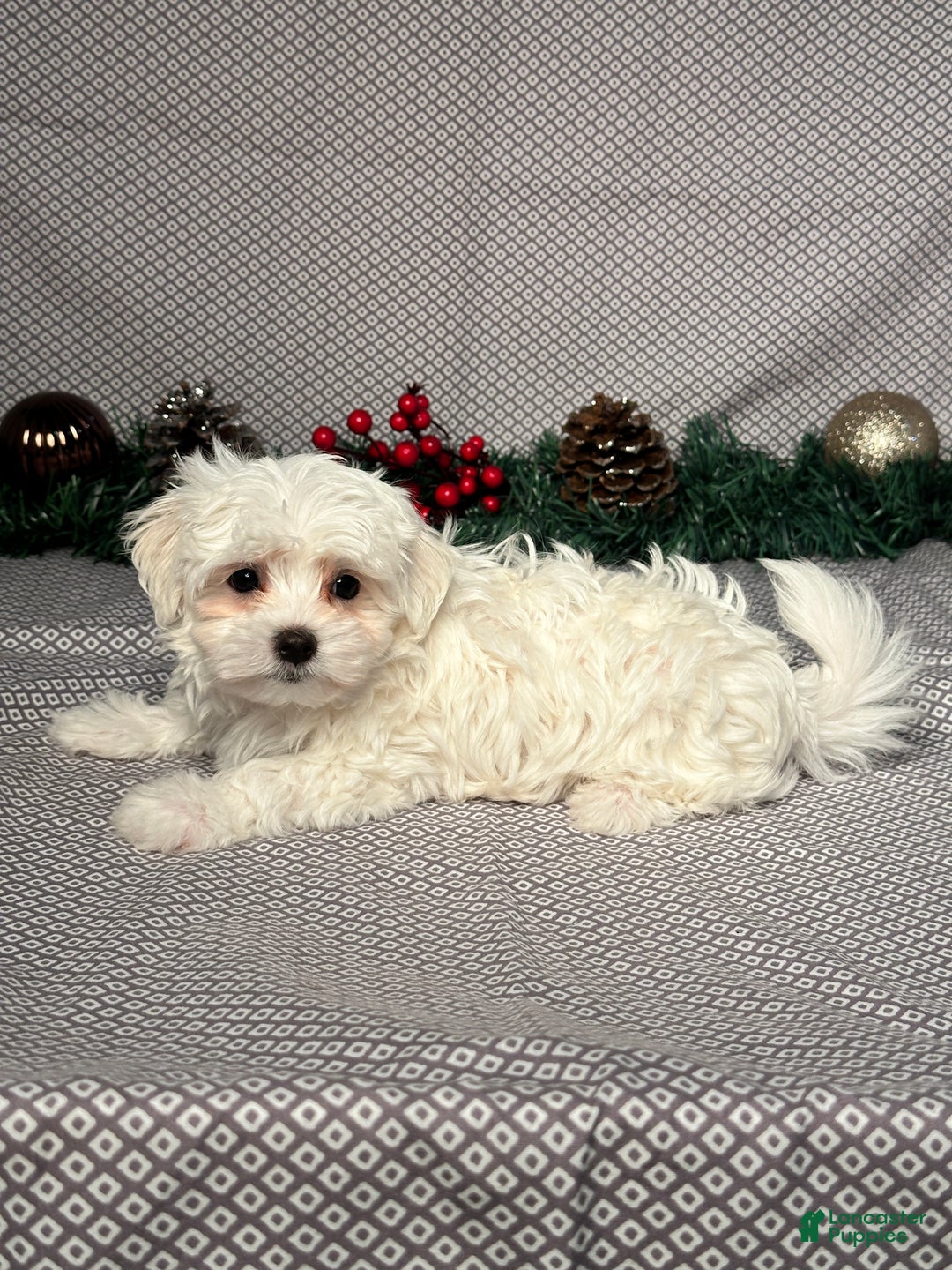 Maltese dogs for sale: Jackson - Ad 4