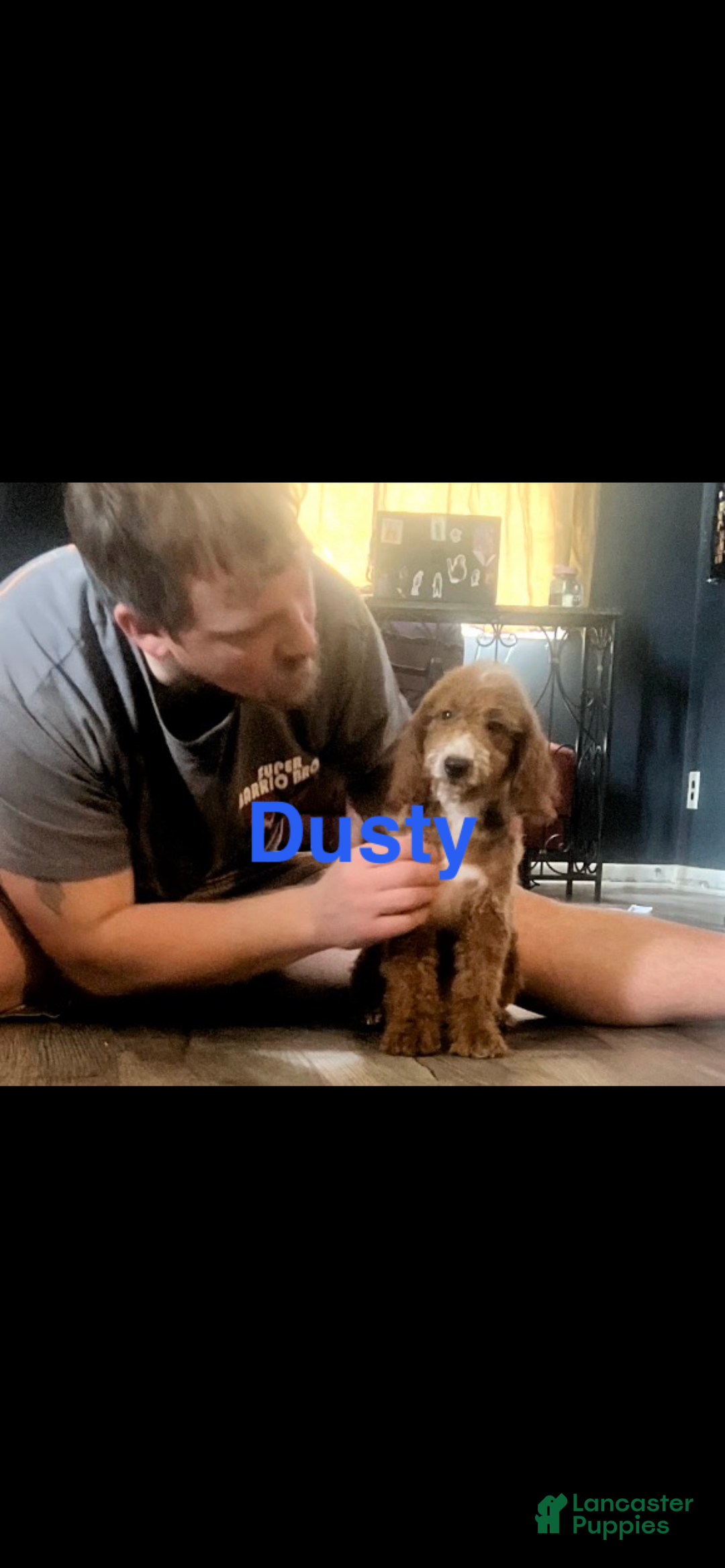 Mini Goldendoodle dogs for sale: Rosie - Ad 7