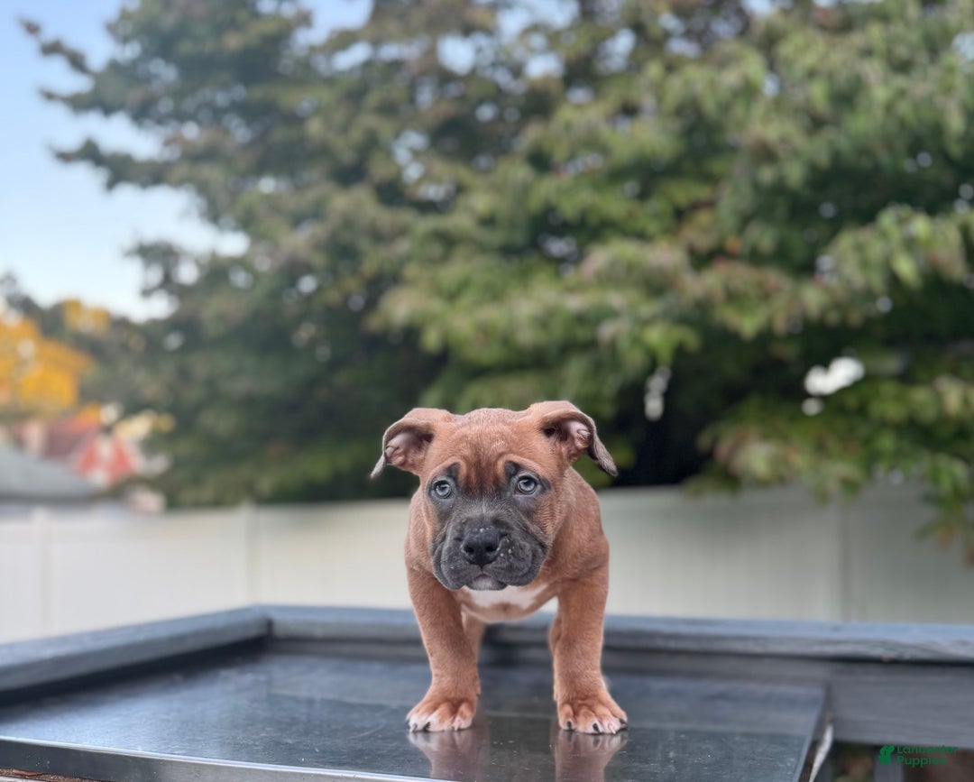 American Bully dogs for sale: Blue Fawn - Ad 3