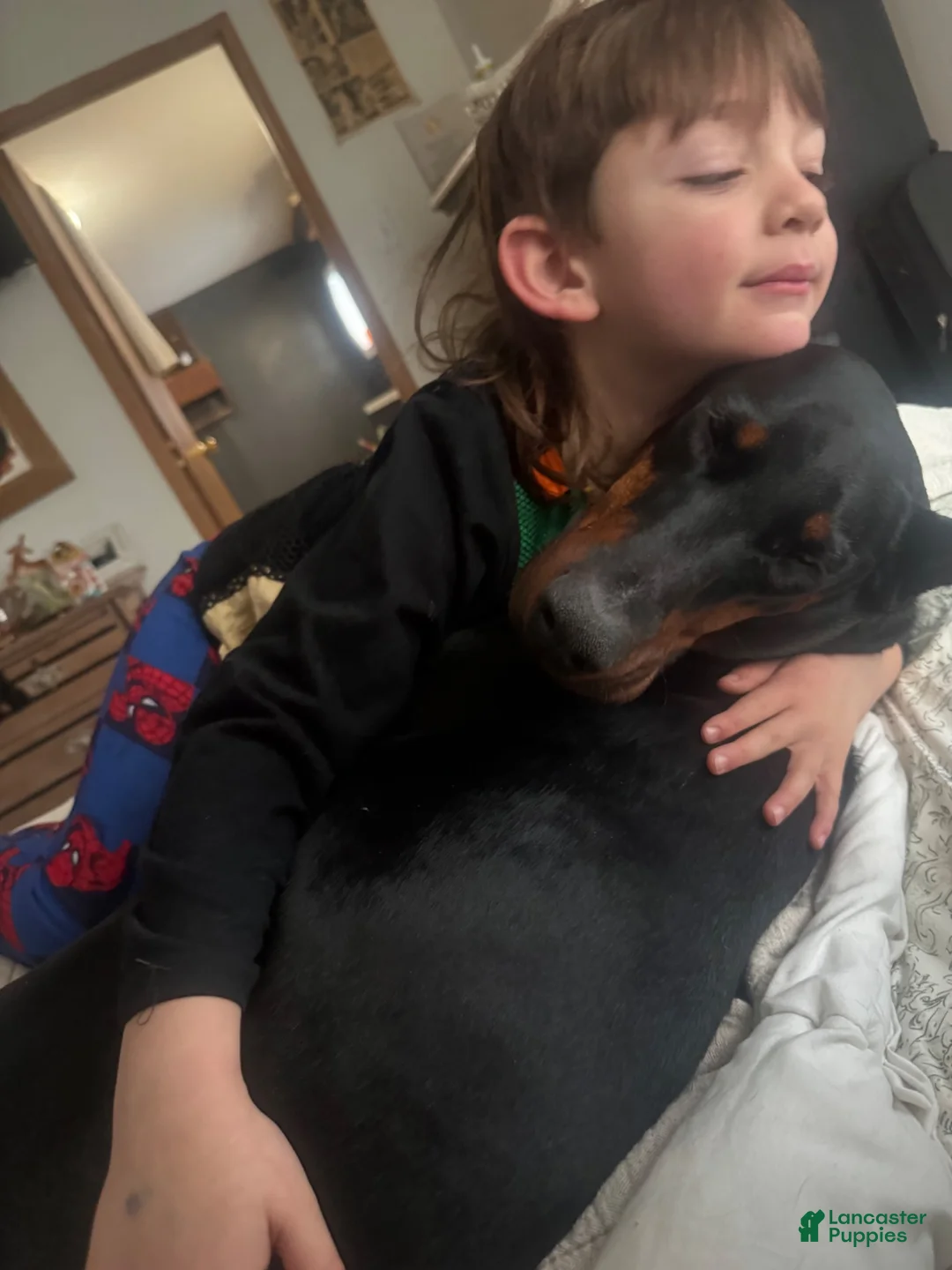 Mixed Breed dogs for sale: Doberman German shepherd  - Ad 2
