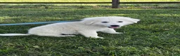 Great Pyrenees dogs for sale: Gordan - Ad 3