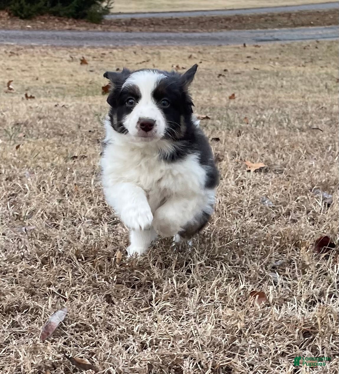 Mixed Breed dogs Mocha - Ad 35