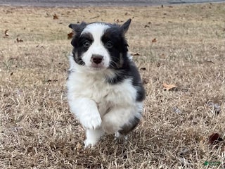 Mixed Breed dogs Mocha - Ad 16