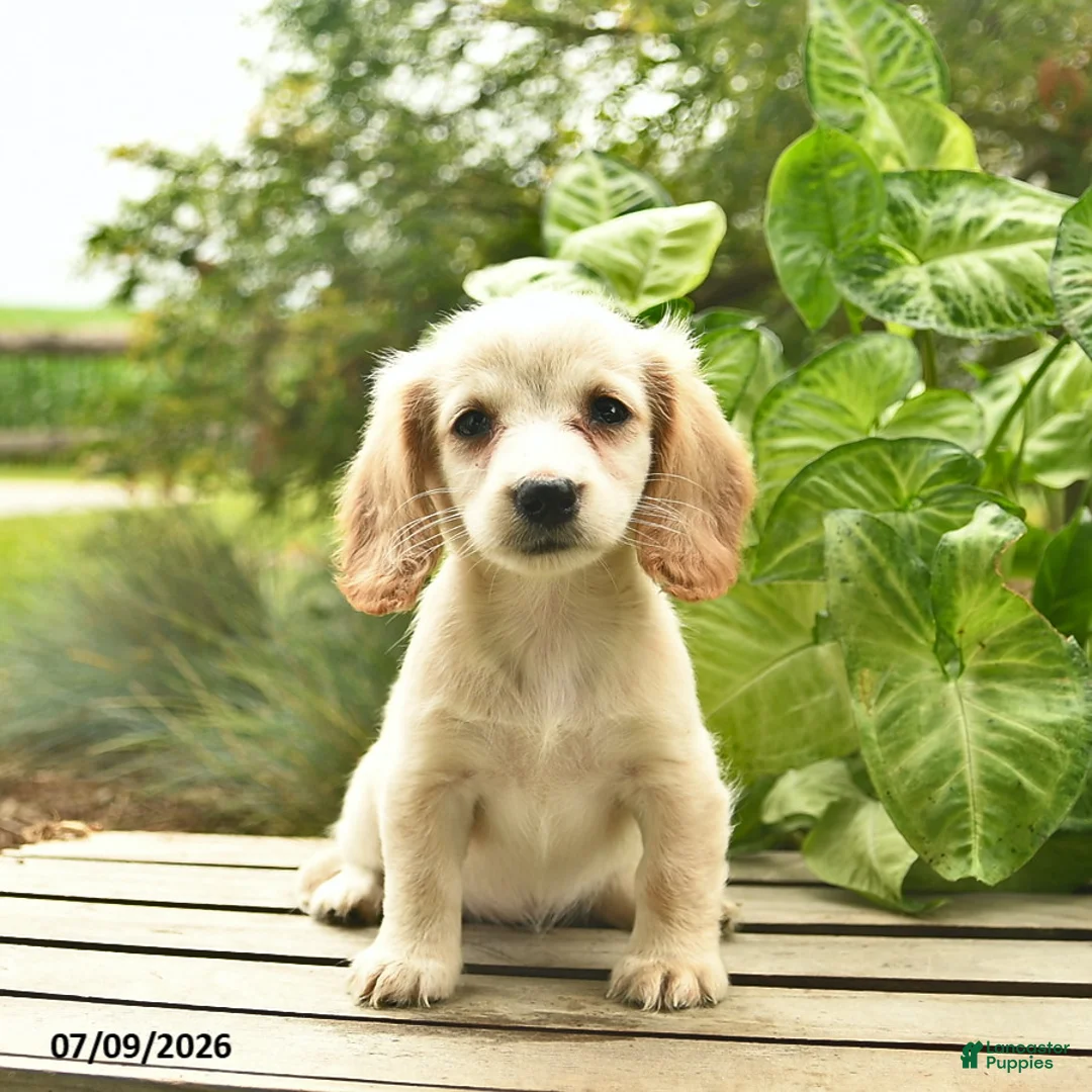 Miniature Dachshund dogs for sale: Mocha  - Ad 2