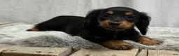 Miniature Dachshund dogs for sale: Spunky - Ad 5