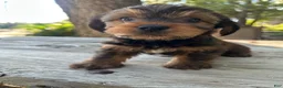 Shorkie dogs for sale: Shorkie 3 - Ad 1