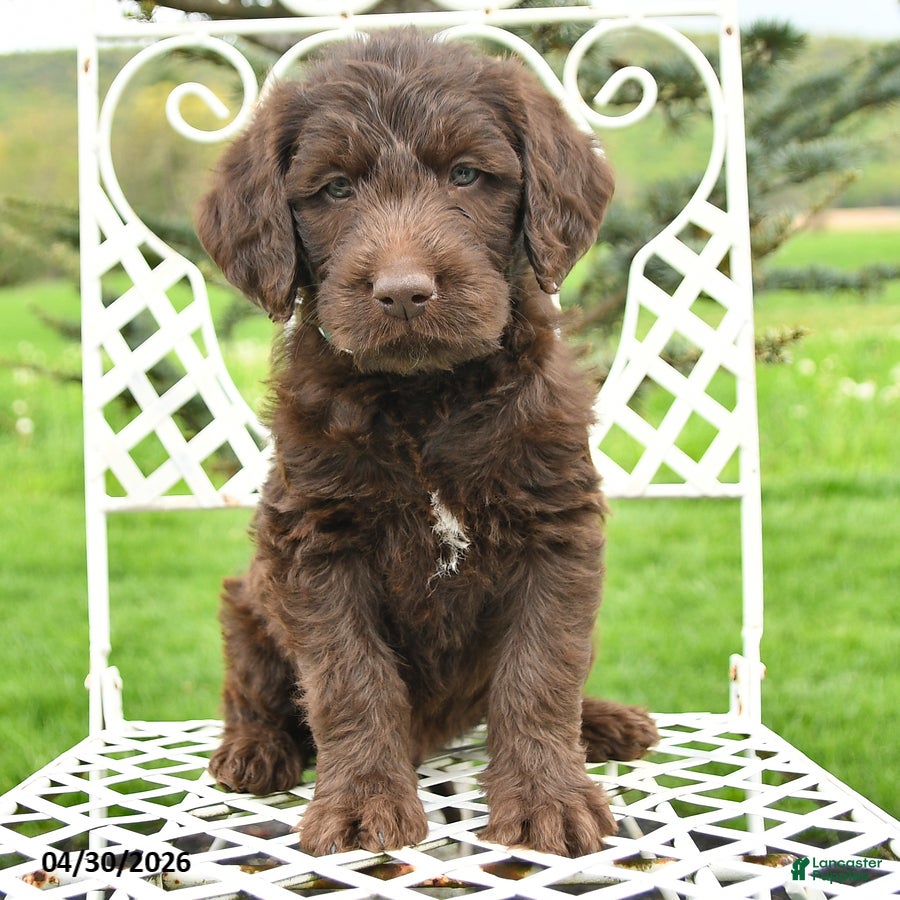 Labradoodle dogs Jackson - Ad 2