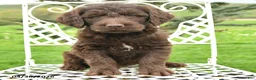 Labradoodle dogs for sale: Jackson - Ad 2