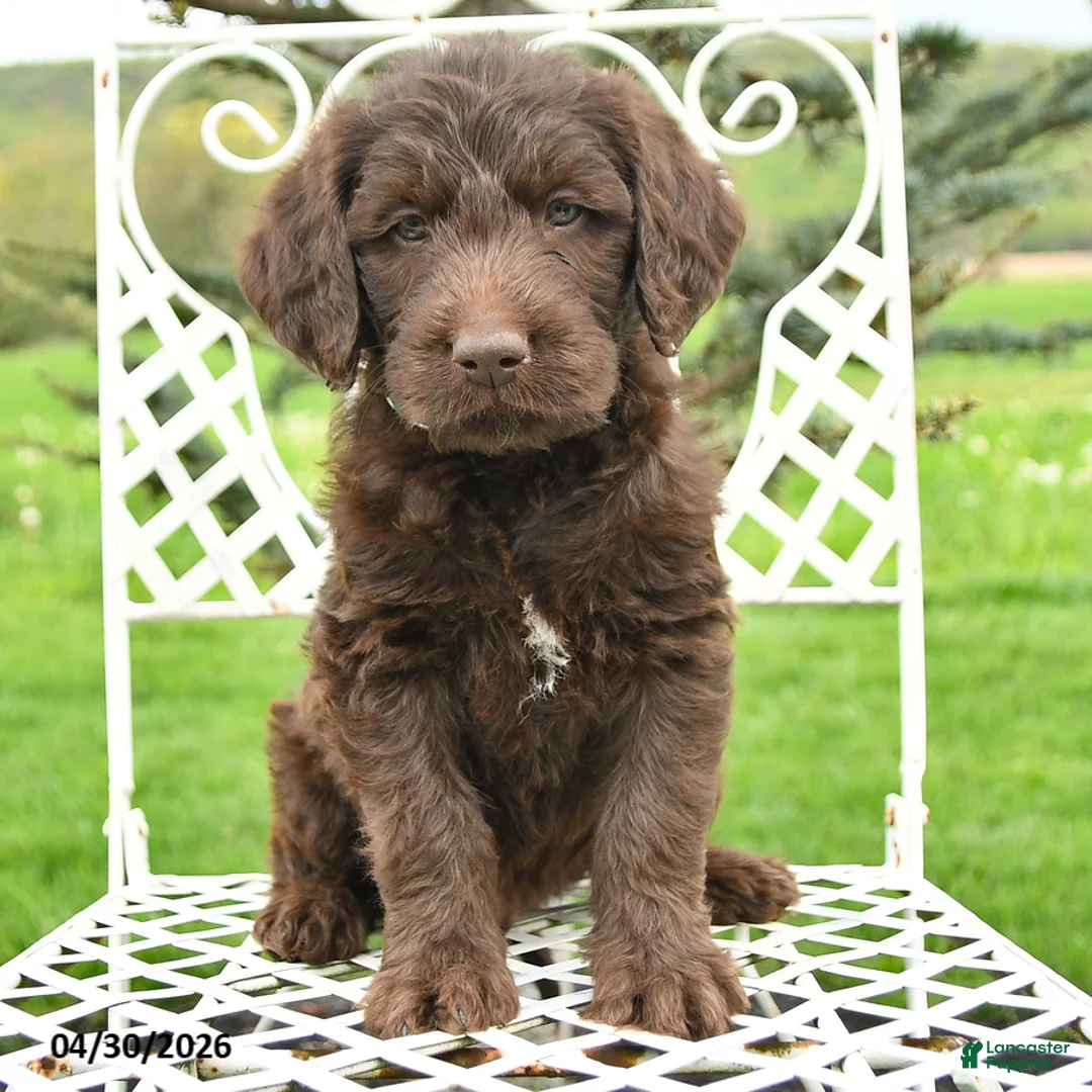 Labradoodle dogs for sale: Jackson - Ad 2