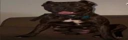 Cane Corso dogs for sale: Cane Corso 2 - Ad 6