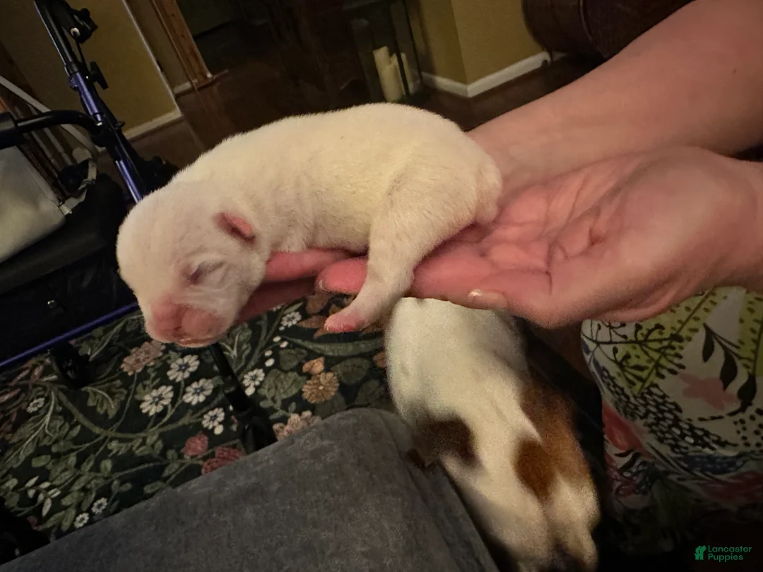 Mixed Breed dogs for sale: English Bulldog Puppy 1 - Ad 1