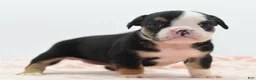 Mixed Breed dogs for sale: Princess  - Ad 8