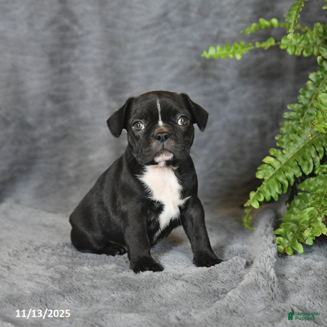 Frenchton dogs for sale: Buttercup - Ad 6