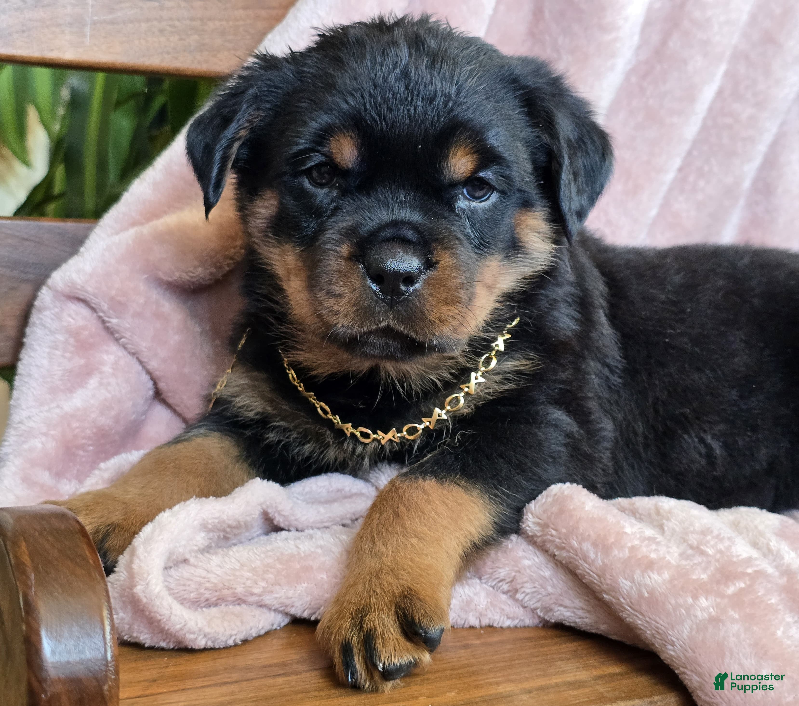 Rottweiler dogs Jules - Ad 2