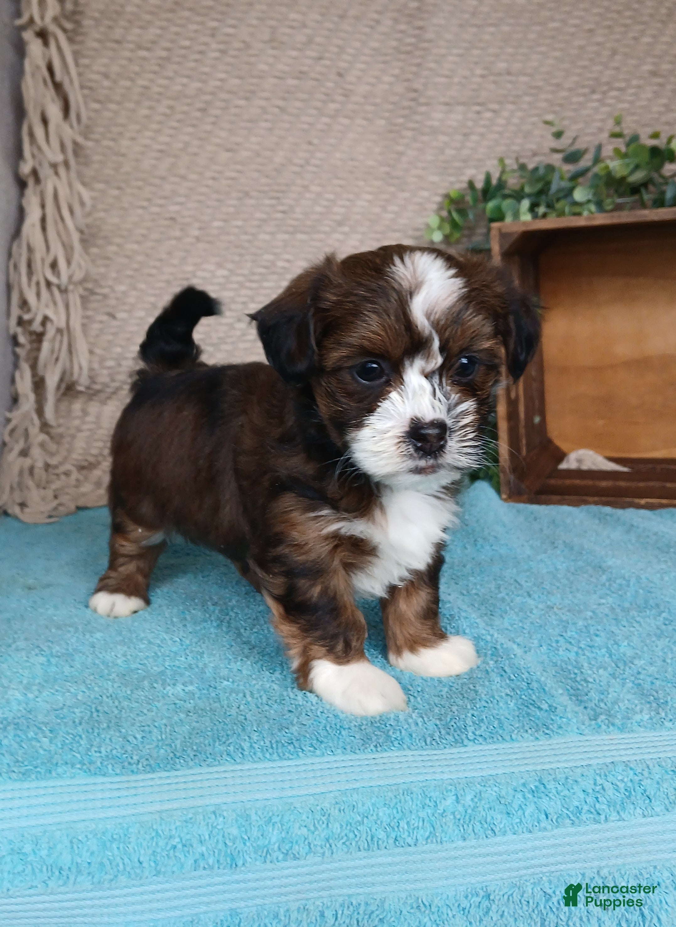 Havanese dogs Pearl  - Ad 10