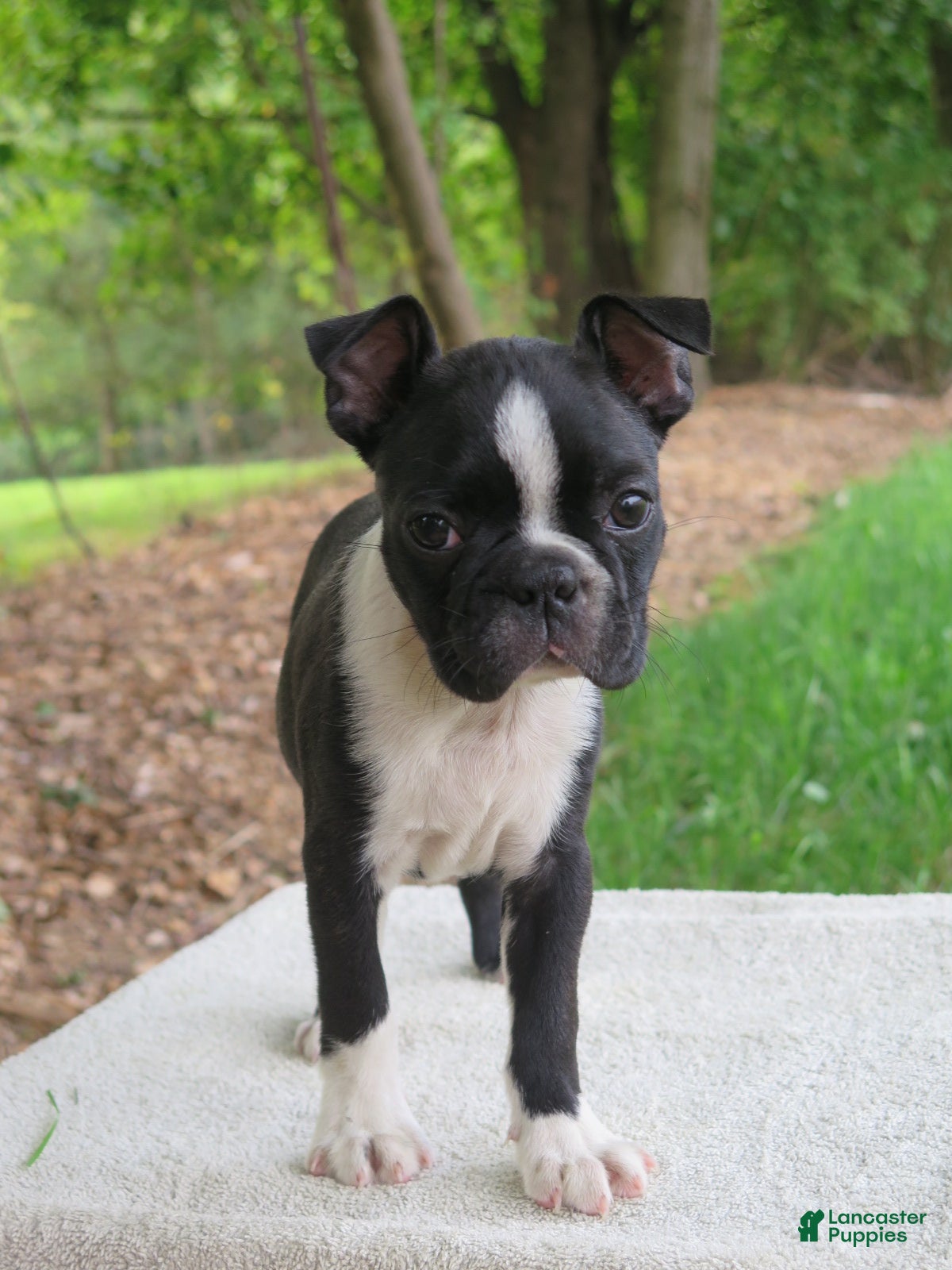 Boston Terrier dogs Rosie - Ad 2