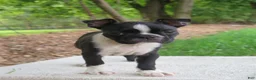 Boston Terrier dogs for sale: Rosie - Ad 2
