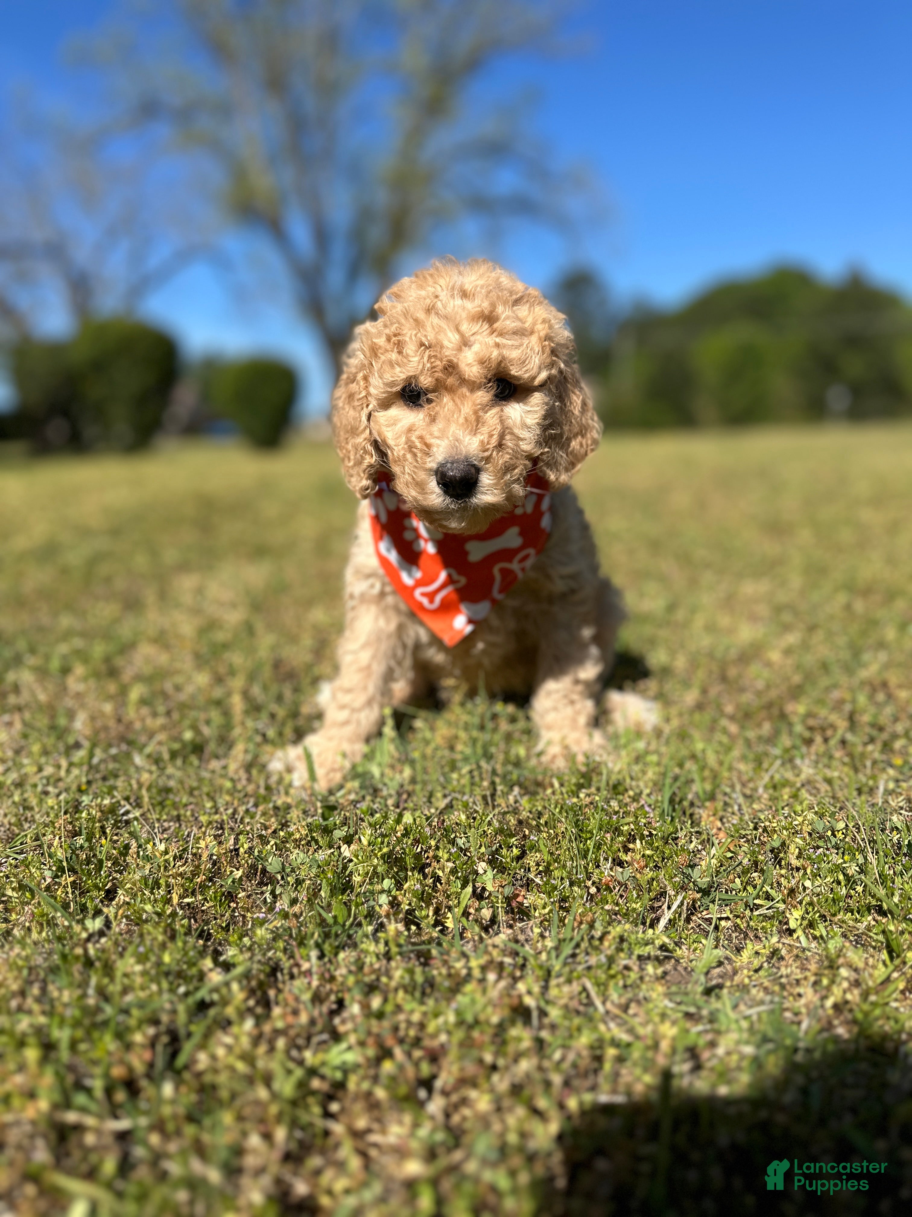 Goldendoodle dogs Goldendoodle Puppy 2 - Lucky Orange Collar - Ad 31