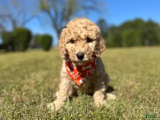 Goldendoodle dogs Goldendoodle Puppy 2 - Lucky Orange Collar - Ad 31
