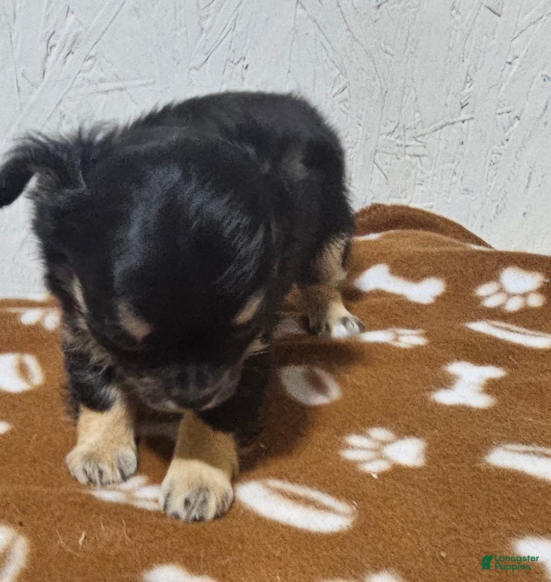 Chihuahua dogs for sale: Fredrick - Ad 8