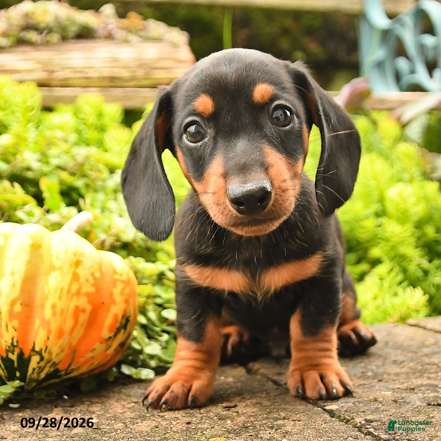 Miniature Dachshund dogs for sale: Rocky - Ad 2