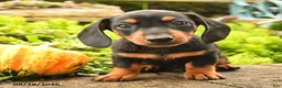 Miniature Dachshund dogs for sale: Rocky - Ad 2