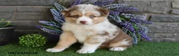 Australian Shepherd dogs for sale: Hunter - Ad 5