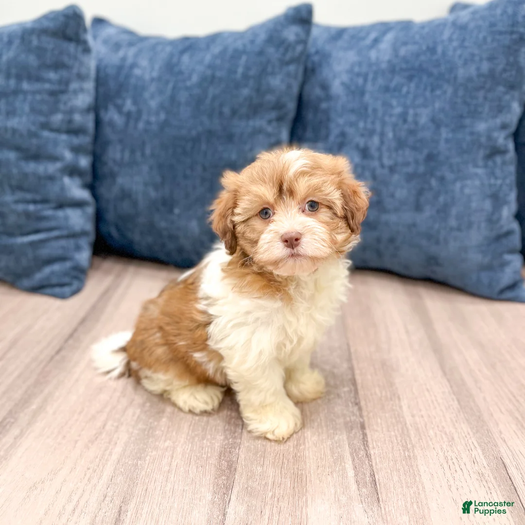 Havanese dogs for sale: Jewel - Ad 8