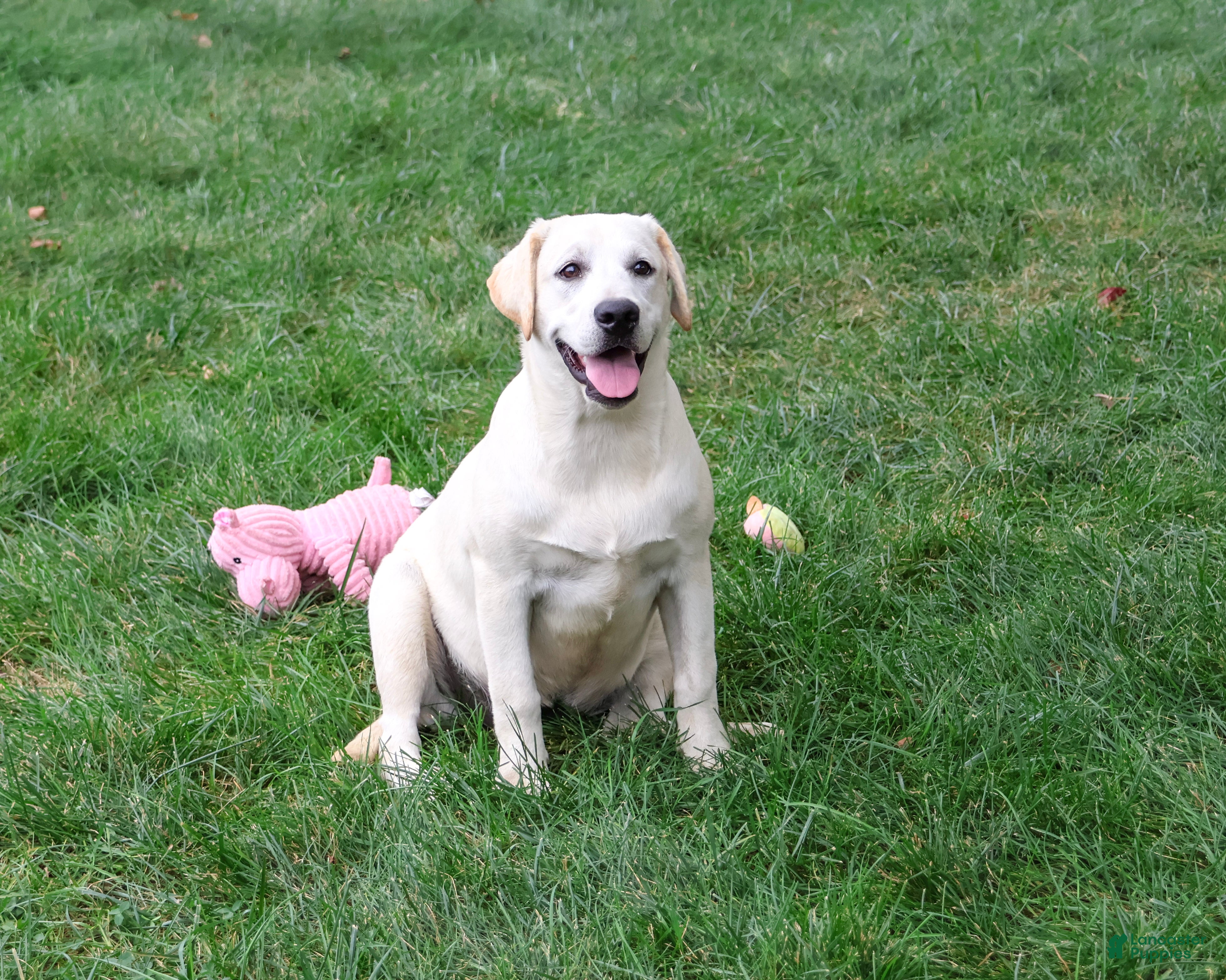 Labrador Retriever dogs Wanda - Ad 2