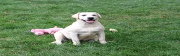 Labrador Retriever dogs for sale: Wanda - Ad 2