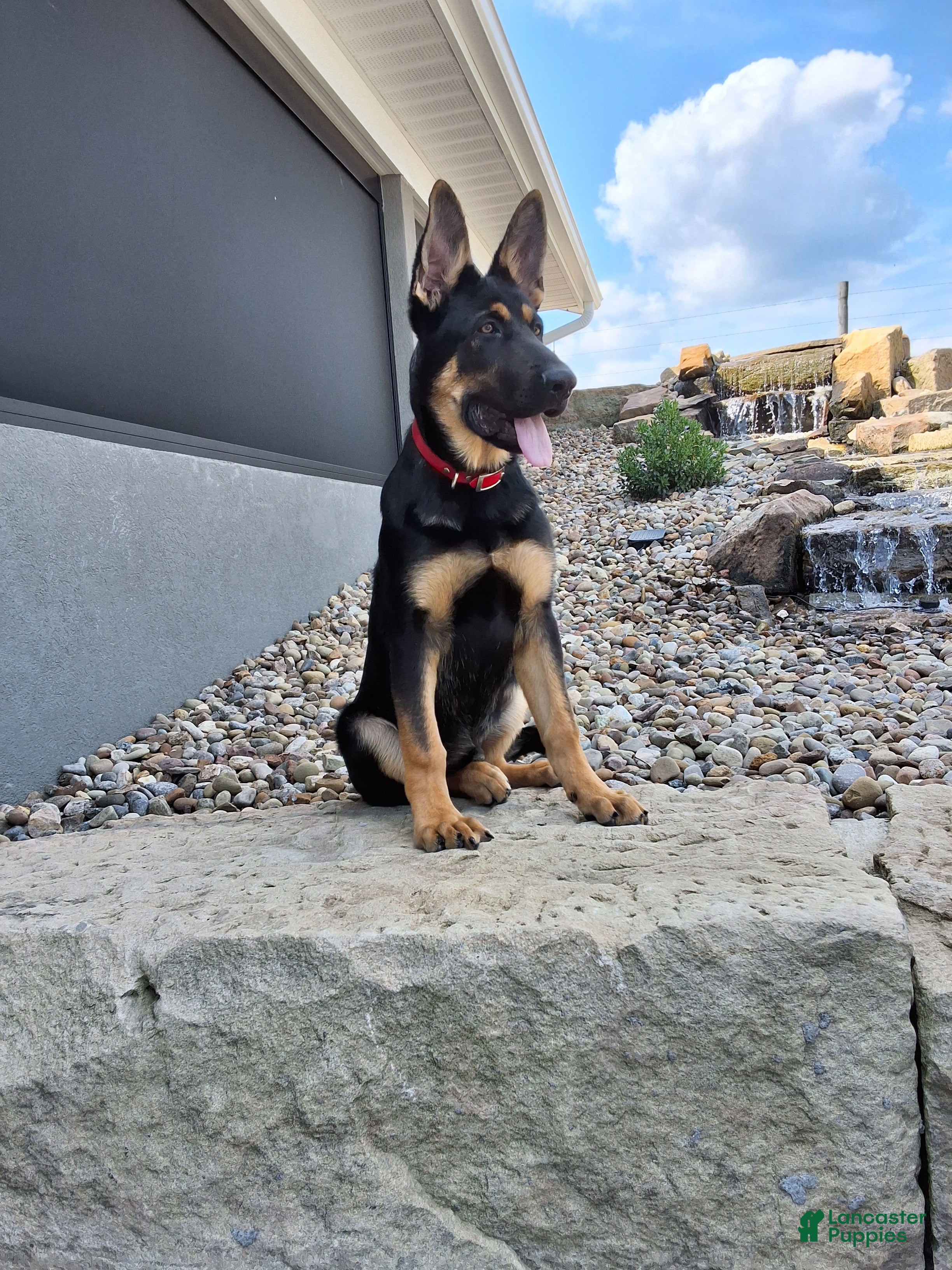 German Shepherd dogs Karl - Ad 1