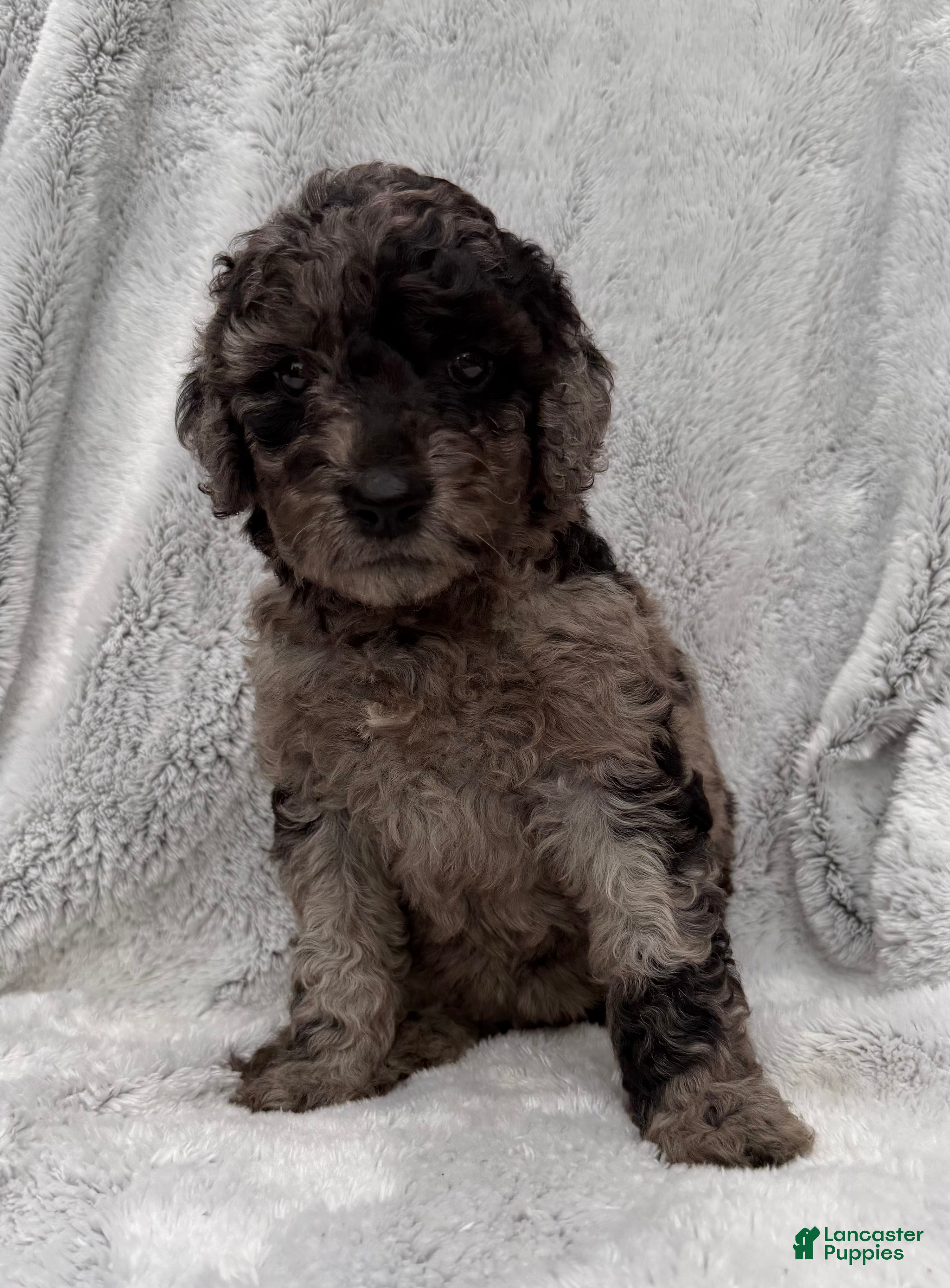 Goldendoodle dogs Sadie - Ad 1