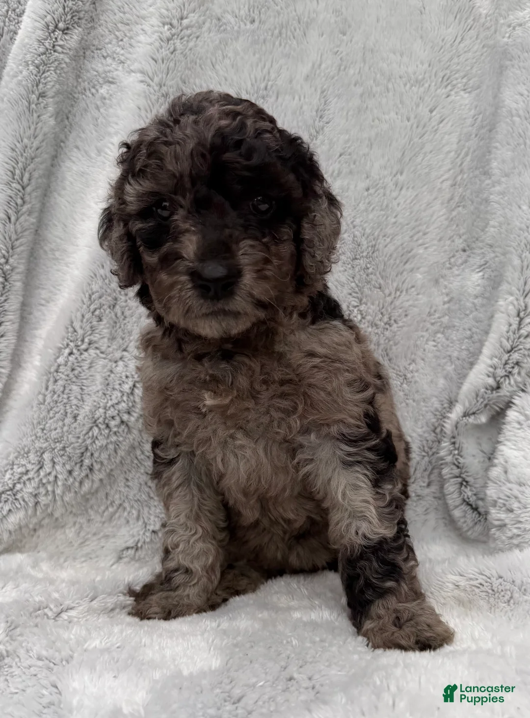 Goldendoodle dogs for sale: Sadie - Ad 1