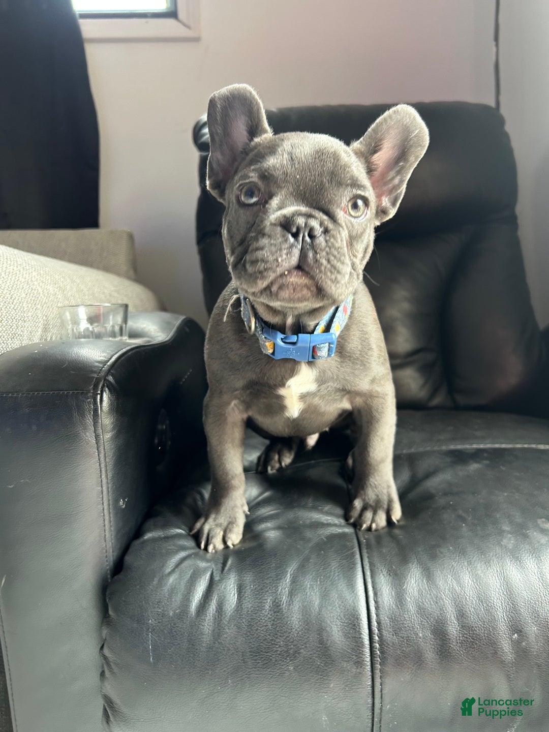 French Bulldog dogs for sale: French Bulldog Puppy 1 - Ad 2