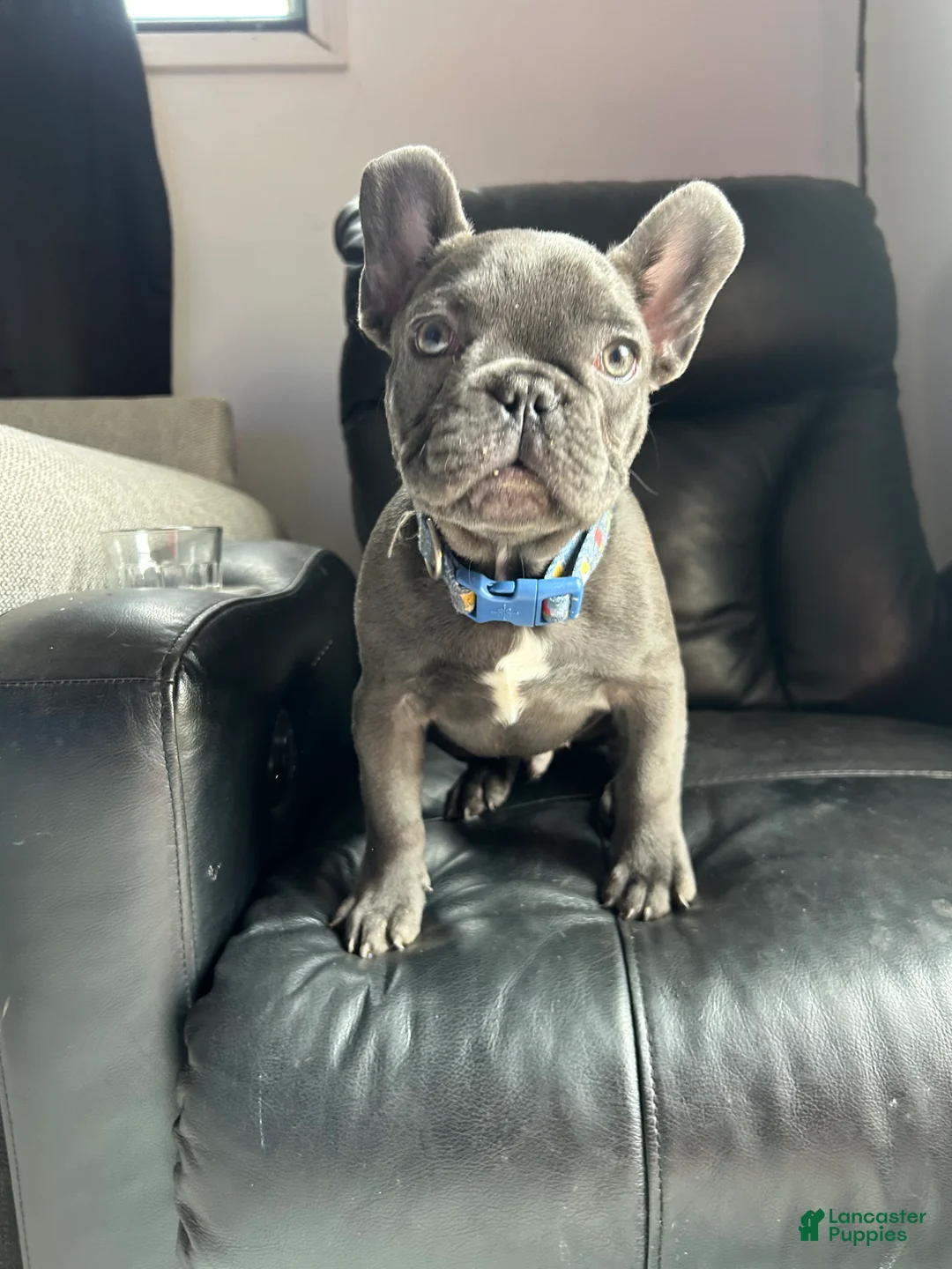 French Bulldog dogs for sale: French Bulldog Puppy 1 - Ad 7