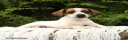 Mixed Breed dogs for sale: Franklin - Ad 5