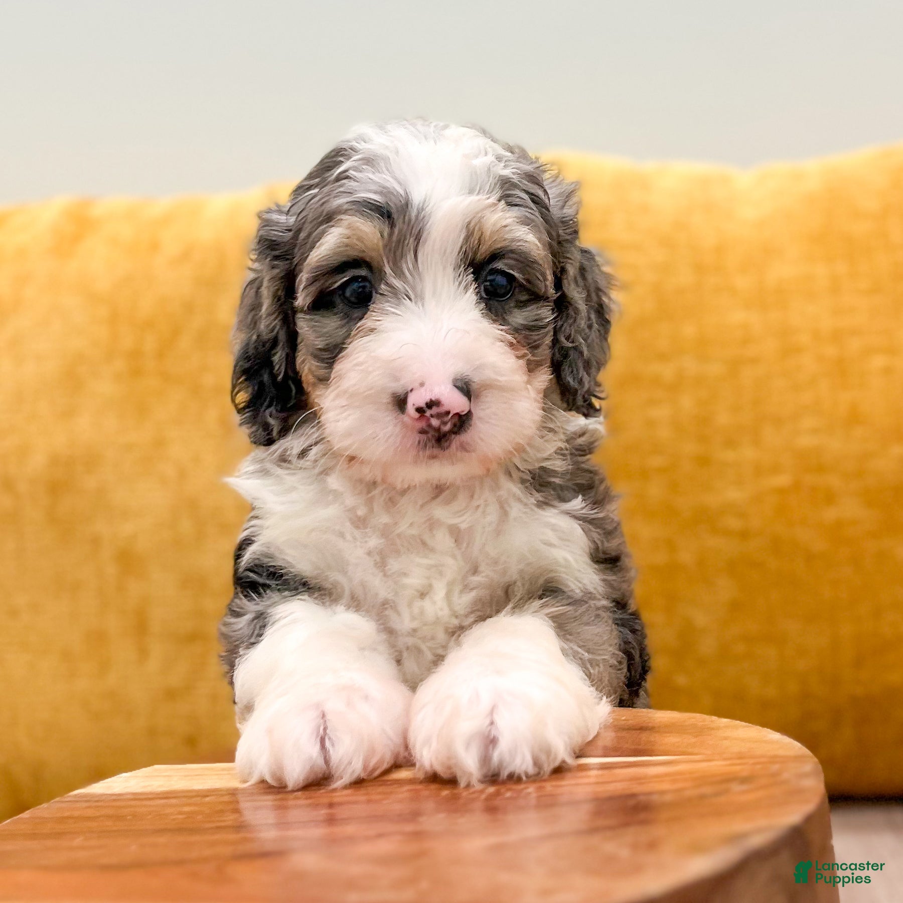 Mini Bernedoodle dogs Aspen  - Ad 2
