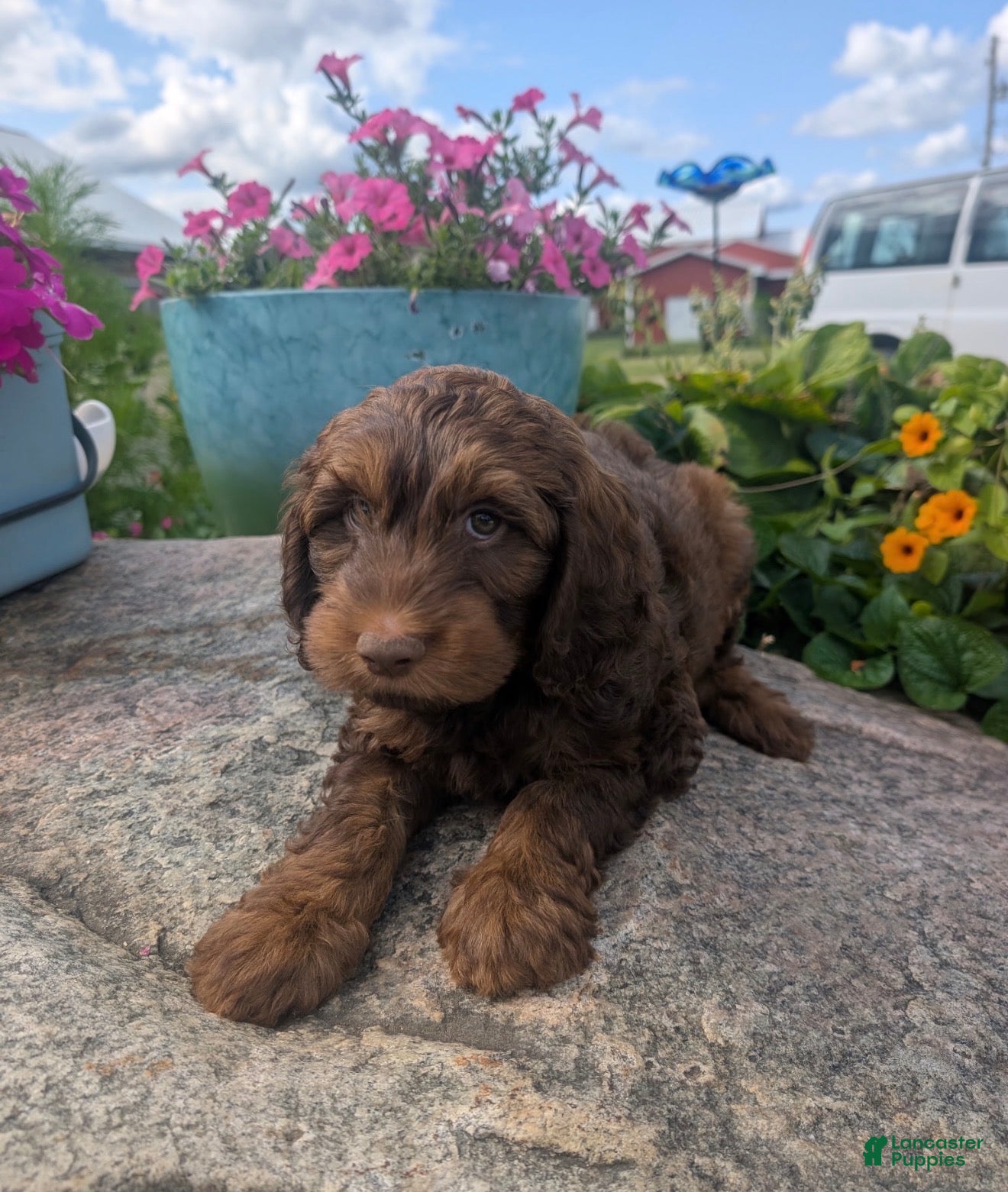 Labradoodle dogs Labradoodle 5 - Ad 2