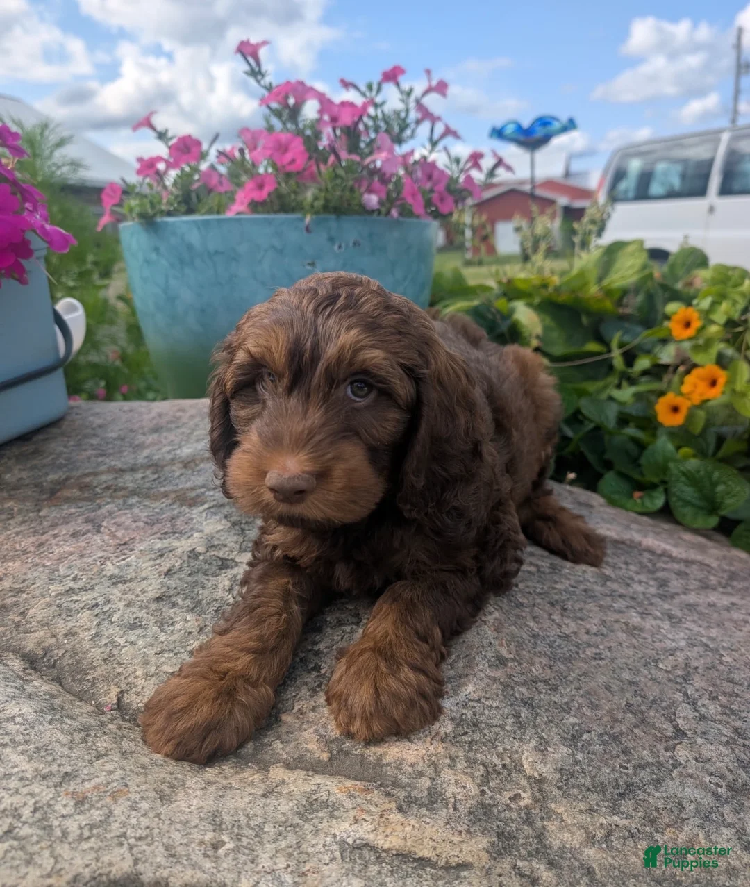 Labradoodle dogs for sale: Labradoodle 5 - Ad 2