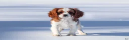Cavalier King Charles Spaniel dogs for sale: Liam - Ad 23