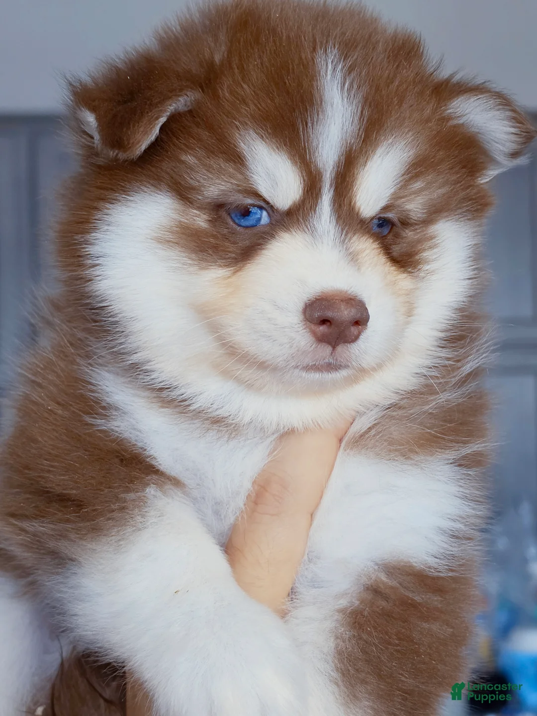Pomsky dogs for sale: Flame - Ad 5